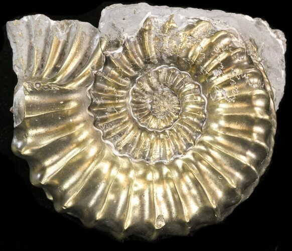 Pyritized Pleuroceras Ammonite - Germany #42723
